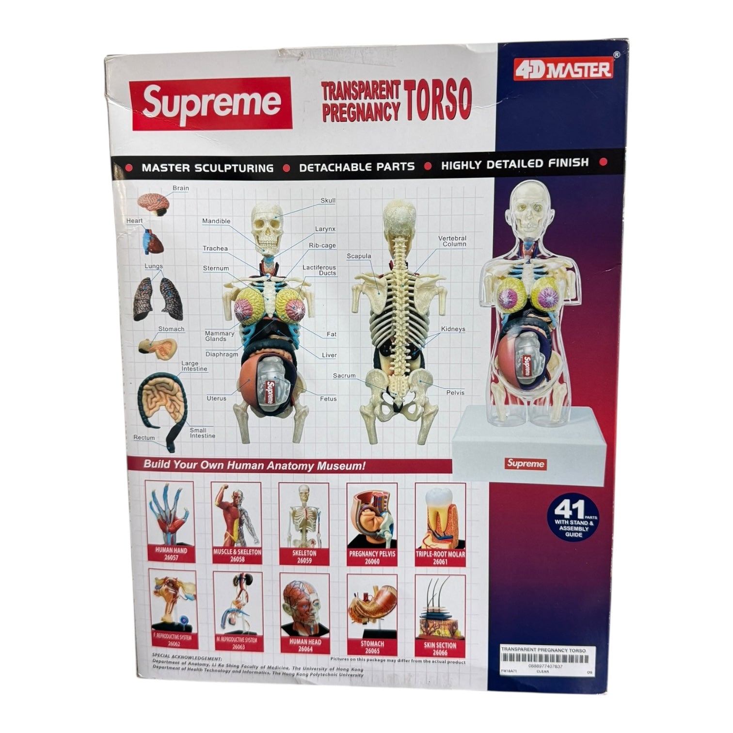 Supreme Pregnancy Torso